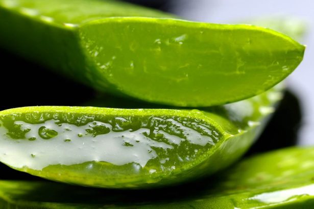 Benefits of Aloe Vera For Hair, Skin and Body